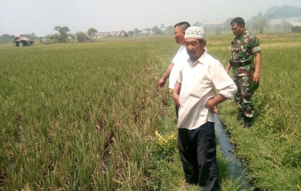 Babinsa Kel Utama Serma Yusuf bersama petani sawah di di wilayah RW 14 RT 02 dan RT 04 Kp Cibodas Campaka Kel Utama Kec Cimahi Selatan Kota Cimahi yang rusak diserang hama tikus, Kamis (25/8). by Pendam III/Slw 