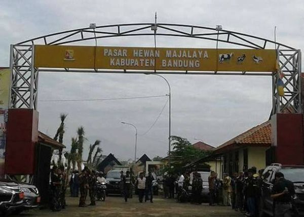 Bupati Bandung H. Dadang M. Naser, SH.,M.IP menerima sertifikat Muri inseminasi buatan serentak dalam Upsus Siwab di Jalan Anyar Majalaya, Rabu (12/4). by Humas Pemkab Bandung