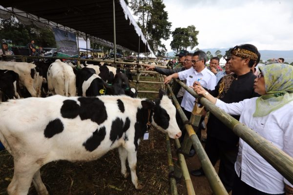 Bupati Bandung H. Dadang M Naser, S.H., S.Ip., M.Ip.didampingi Kepala Dinas Ketahanan Pangan dan Peternakan Provinsi Jawa Barat Dr. Hj. Dewi Sartika dan Kepala Dinas Pertanian Kabupaten Bandung H. A. Tisna Umaran, MP, saat Panen Pedet (anak sapi) Hasil Inseminasi Buatan di Lapang Perkebunan Teh Tanara Desa Banjarsari Pangalengan, Rabu (27/12/17). by Humas Pemkab Bdg